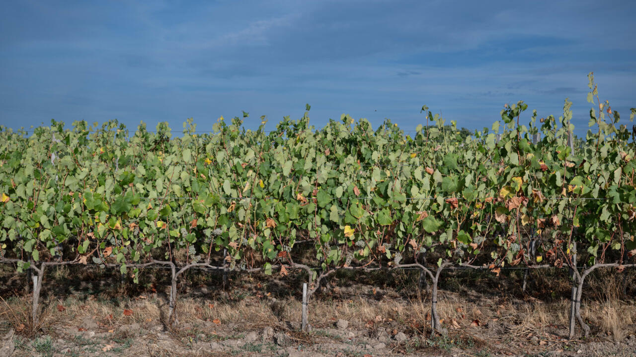 Bretagne, Normandie, Hauts-de-France: une nouvelle viticulture &eacute;merge